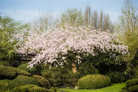 Prunus subhirtella 'Pendula Rubra' - 1/2 STDS C10 - image 1