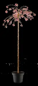 Prunus subhirtella 'Pendula Rubra' - 1/2 STDS C10 - image 2