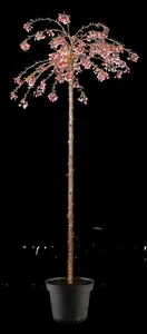 Prunus subhirtella 'Pendula Rubra' - 80 CM STEM 7.5 L - image 2