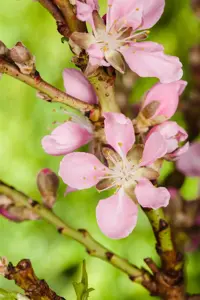 Prunus tenella 'Fire Hill'