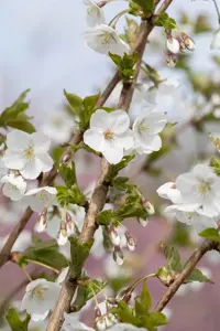 Prunus 'The Bride'
