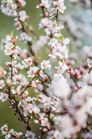 Prunus tomentosa - P10.5 - image 3