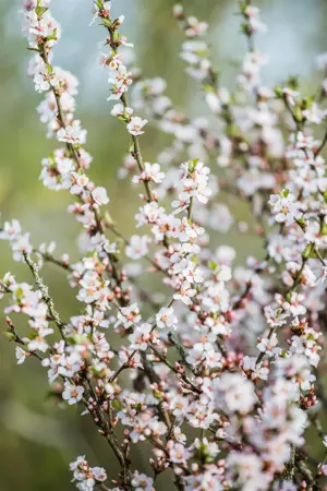 Prunus tomentosa - SOLITAIR 175-200 CM RB - image 4