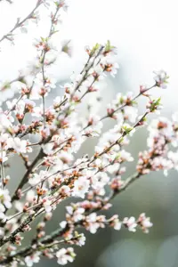 Prunus tomentosa - SOLITAIR 175-200 CM RB - image 5