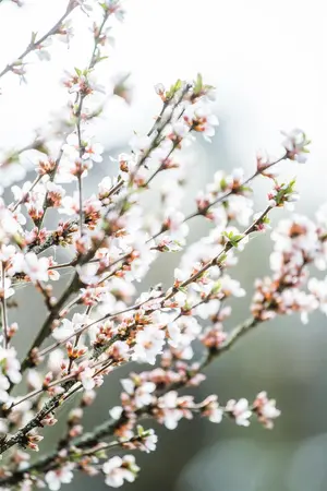 Prunus tomentosa - 30-40 CM C3 - image 5