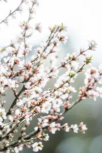 Prunus tomentosa - 30-40 CM C3 - image 5