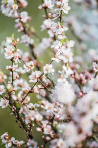 Prunus tomentosa - 80-100 CM RB - image 2