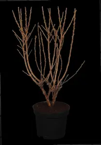 Prunus tomentosa - SOLITAIR 175-200 CM RB - image 1