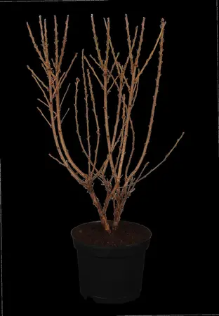 Prunus tomentosa - 30-40 CM C3 - image 1