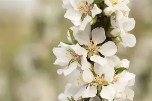 Prunus tomentosa - 80-100 CM RB - image 5