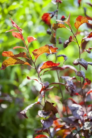 Prunus 'Trailblazer' - MULTISTEM 150-175 CM C25 - image 2
