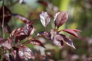 Prunus 'Trailblazer'