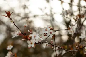 Prunus 'Trailblazer' - MULTISTEM 150-175 CM C25 - image 4