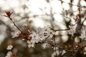 Prunus 'Trailblazer' - 250-300 CM C70 - image 4