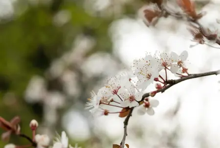 Prunus 'Trailblazer' - MULTISTEM 150-175 CM C25 - image 5
