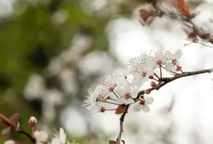 Prunus 'Trailblazer' - MULTISTEM 150-175 CM C25 - image 5