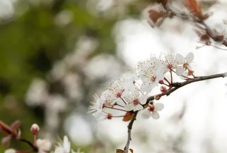 Prunus 'Trailblazer' - 250-300 CM C70 - image 5