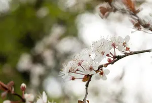 Prunus 'Trailblazer' - 60-80 CM C4 - image 4