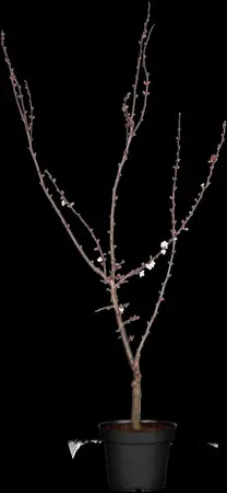 Prunus 'Trailblazer' - MULTISTEM 150-175 CM C25 - image 3