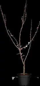 Prunus 'Trailblazer' - MULTISTEM 150-175 CM C25 - image 3