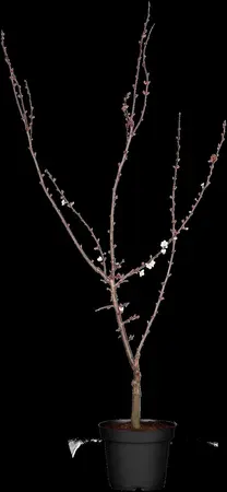 Prunus 'Trailblazer' - 250-300 CM C70 - image 3