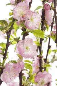 Prunus triloba - 100 CM STEM C10 - image 2