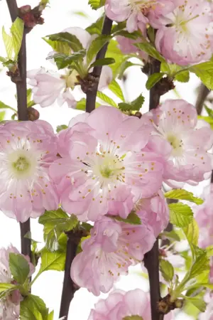 Prunus triloba - 100 CM STEM C10 - image 3
