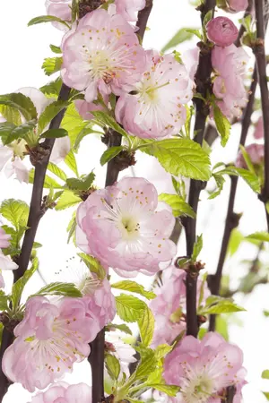 Prunus triloba - 1/2 STDS C20 - image 1