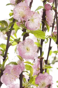 Prunus triloba - 1/2 STDS C20 - image 1