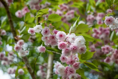 Prunus triloba - 100 CM STEM C10 - image 5