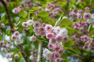 Prunus triloba - 100 CM STEM C10 - image 5