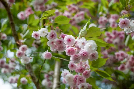 Prunus triloba - 1/2 STDS C20 - image 4