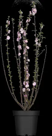 Prunus triloba - 100 CM STEM C10 - image 1
