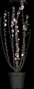 Prunus triloba