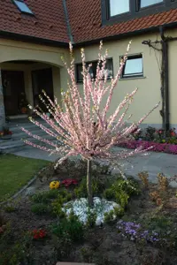 Prunus triloba - 100 CM STEM C10 - image 4