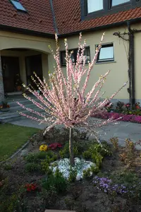 Prunus triloba - 1/2 STDS C20 - image 3