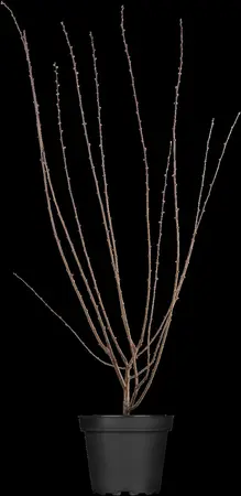 Prunus triloba 'Rosenmund' - 60-80 CM C15