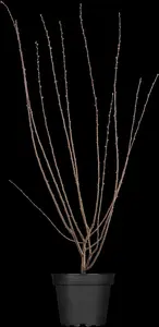 Prunus triloba 'Rosenmund' - 60-80 CM C15