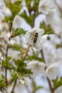 Prunus 'Umineko' - 125-150 CM FTH WHIP C12 - image 1