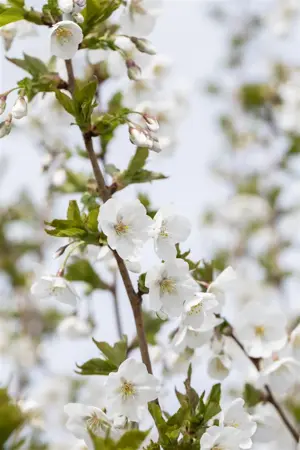 Prunus 'Umineko' - 125-150 CM FTH WHIP C12 - image 4