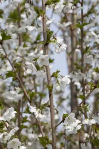 Prunus 'Umineko' - 125-150 CM FTH WHIP C12 - image 5