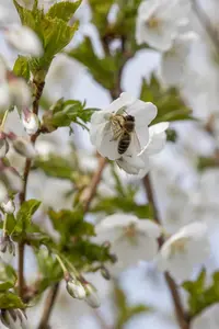 Prunus 'Umineko' - TRAINED 180 CM STEM, GIRTH 16-18 CM CONT - image 5