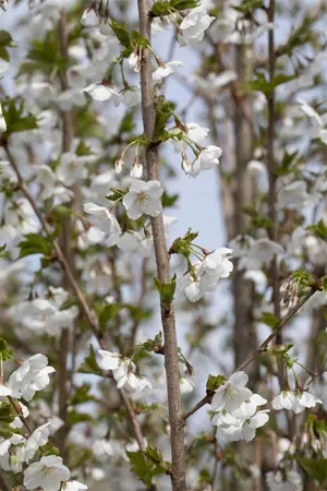 Prunus 'Umineko' - STEM 180 CM, GIRTH 6-8 CM C15 - image 5