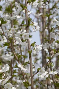 Prunus 'Umineko' - STEM 180 CM, GIRTH 6-8 CM C15 - image 5