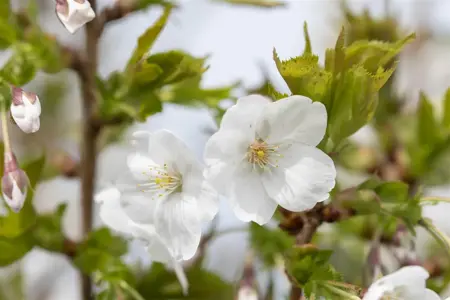 Prunus 'Umineko' - STD 8-10 CM CONT     - image 2
