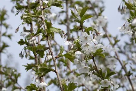 Prunus 'Umineko' - 125-150 CM FTH WHIP C12 - image 3