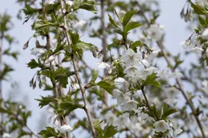 Prunus 'Umineko' - 125-150 CM FTH WHIP C12 - image 3