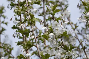 Prunus 'Umineko' - STEM 180 CM, GIRTH 6-8 CM C15 - image 3