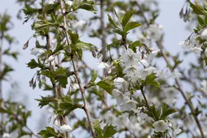 Prunus 'Umineko' - STD 18-20 CM CONT - image 3