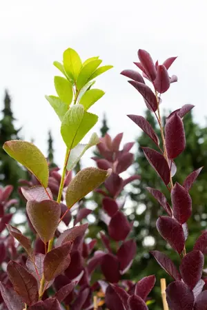 Prunus virginiana 'Shubert' - STDS 6-8 CM CONT